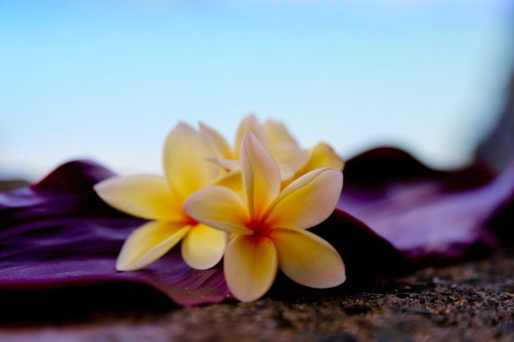 plumeria-5303331-2000x1200